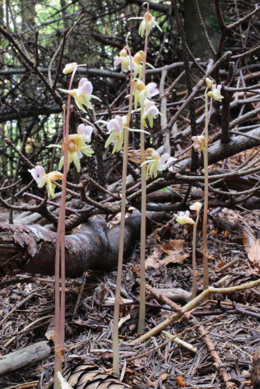 Epipogium aphyllum Sw.